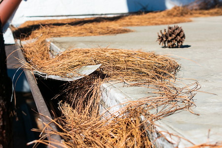 The Hidden Damage Pine Needles Can Cause to Gutters